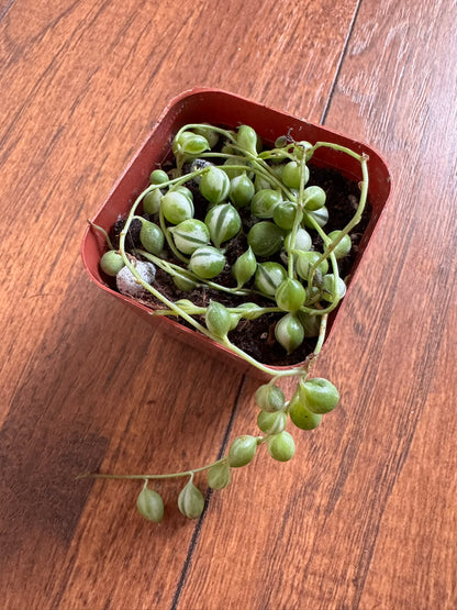 Variegated String of Pearls in 2-inch pot with trailing strands of green and cream bead-like succulent leaves