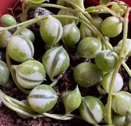 Variegated String of Pearls in 2-inch pot with trailing strands of green and cream bead-like succulent leaves