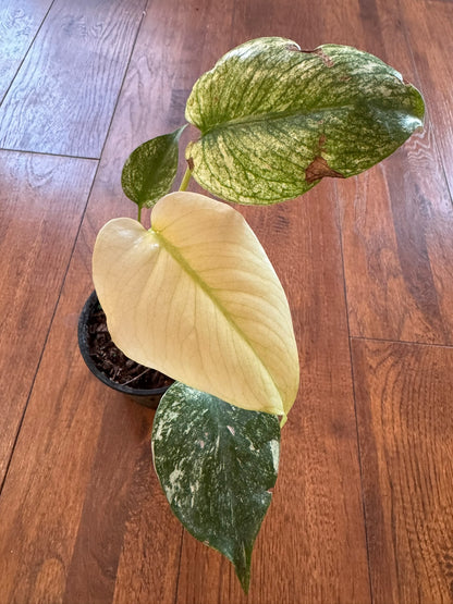 Monstera Mint in 4-inch pot with pale mint-green and creamy variegated leaves
