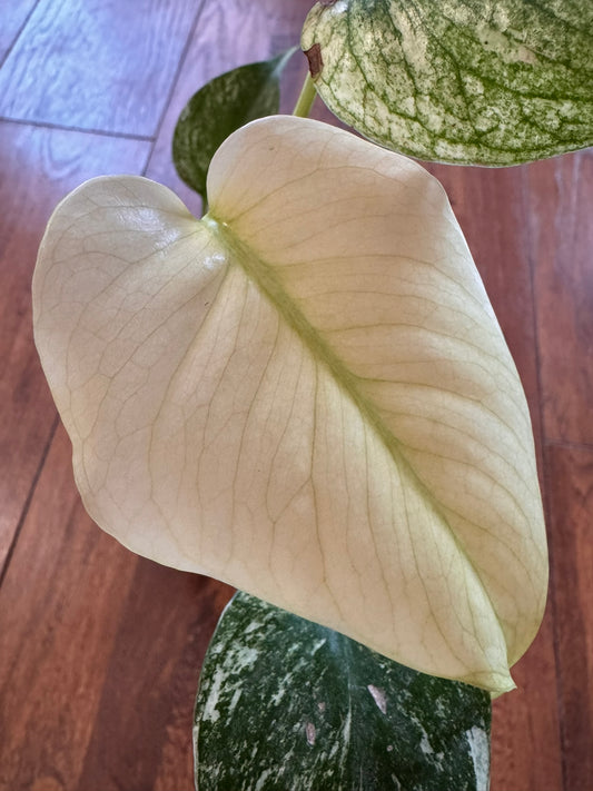 Monstera Mint in 4-inch pot with pale mint-green and creamy variegated leaves