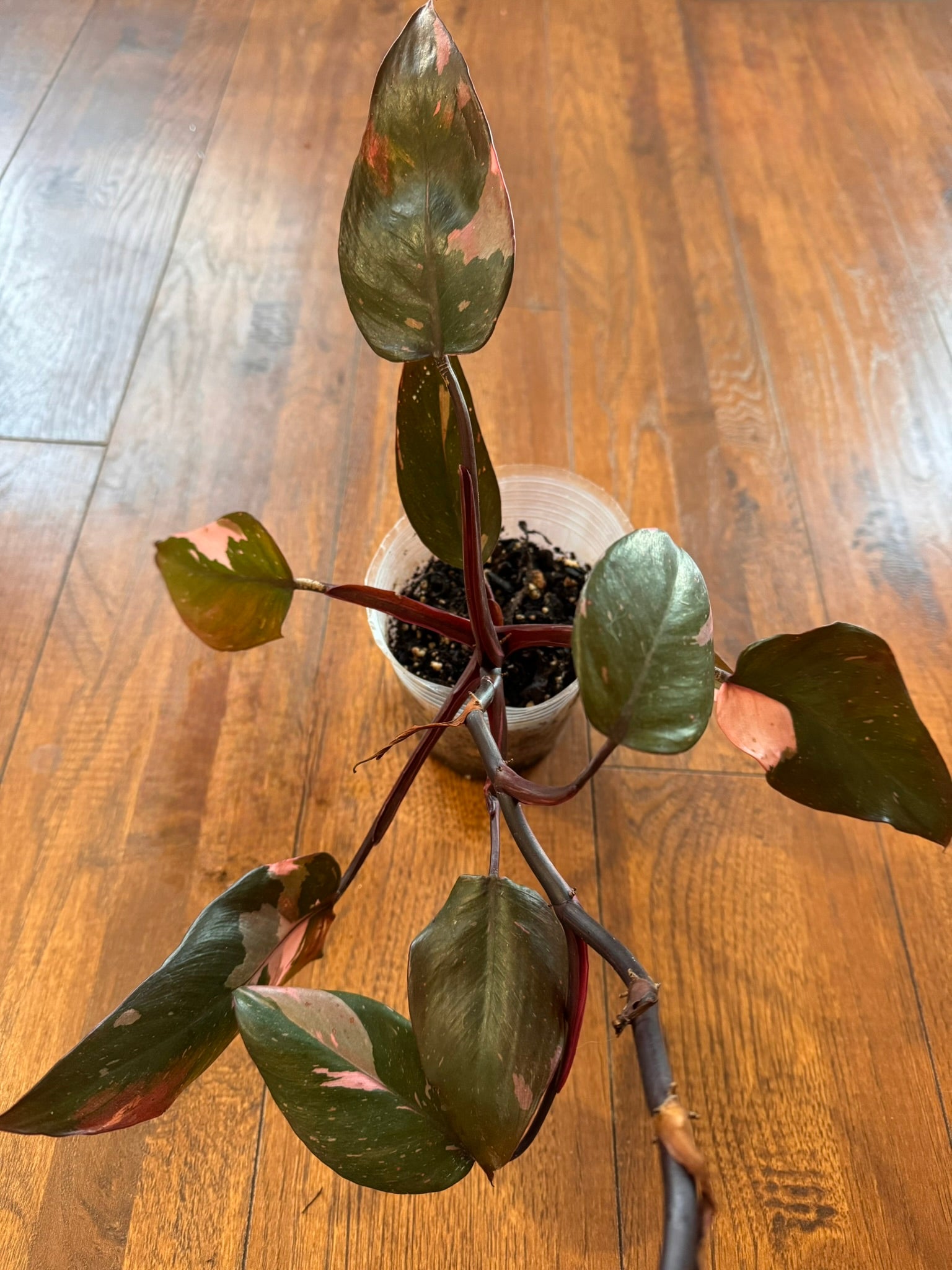 Philodendron Pink Princess in 4-inch pot with dark green leaves splashed with pink variegation