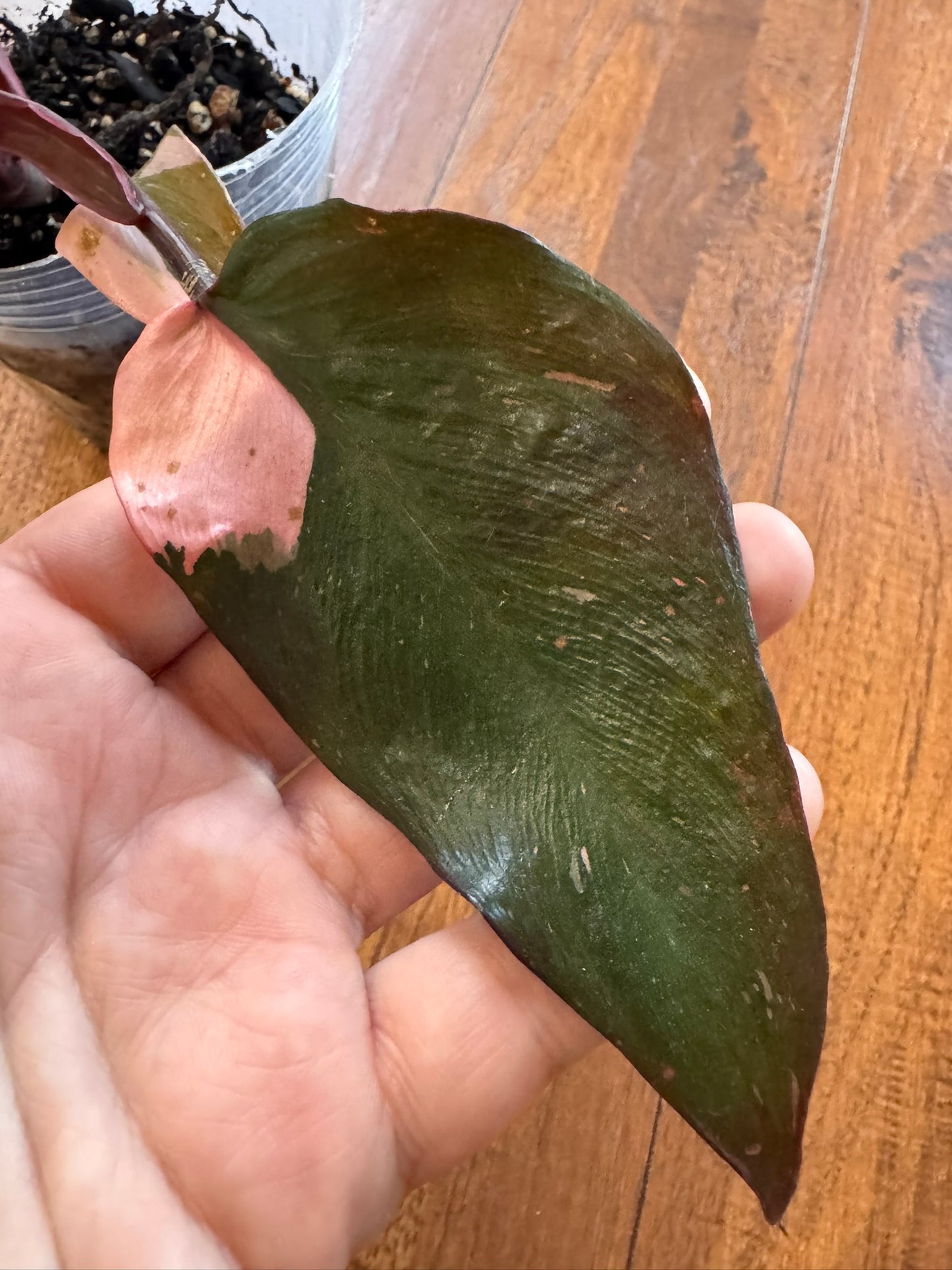 Philodendron Pink Princess in 4-inch pot with dark green leaves splashed with pink variegation