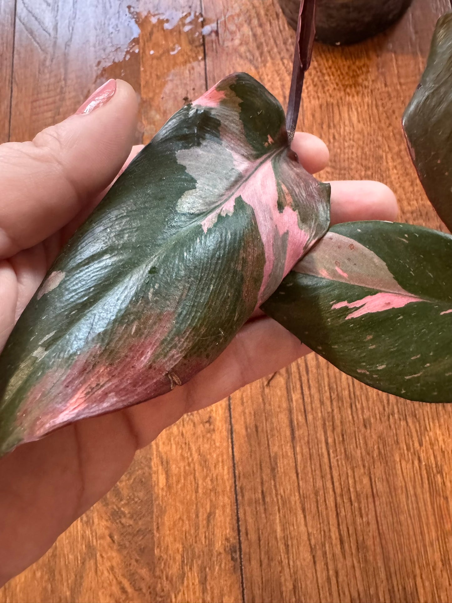 Philodendron Pink Princess in 4-inch pot with dark green leaves splashed with pink variegation