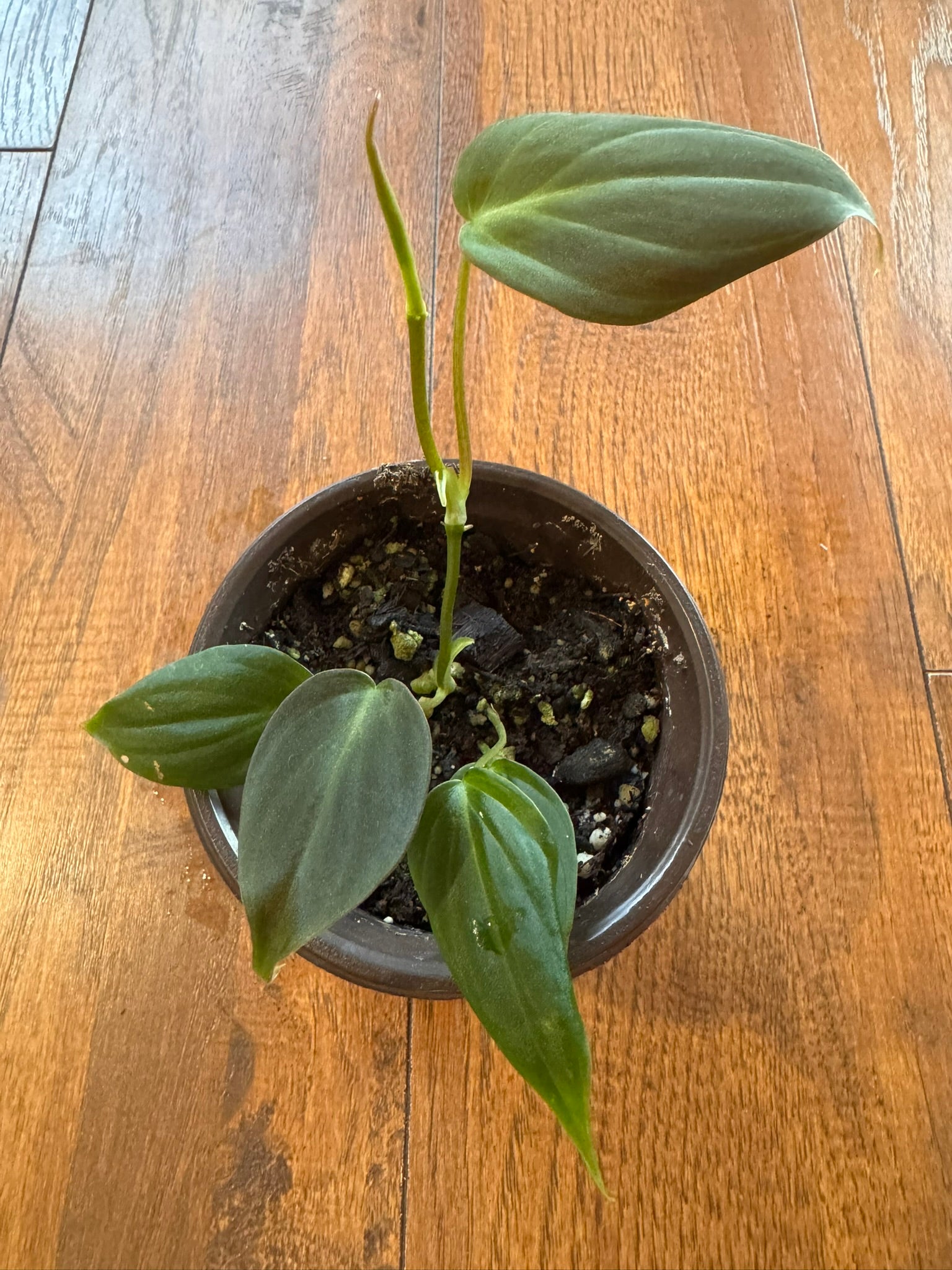 Philodendron Micans in 4-inch pot with trailing velvety green and bronze heart-shaped leaves