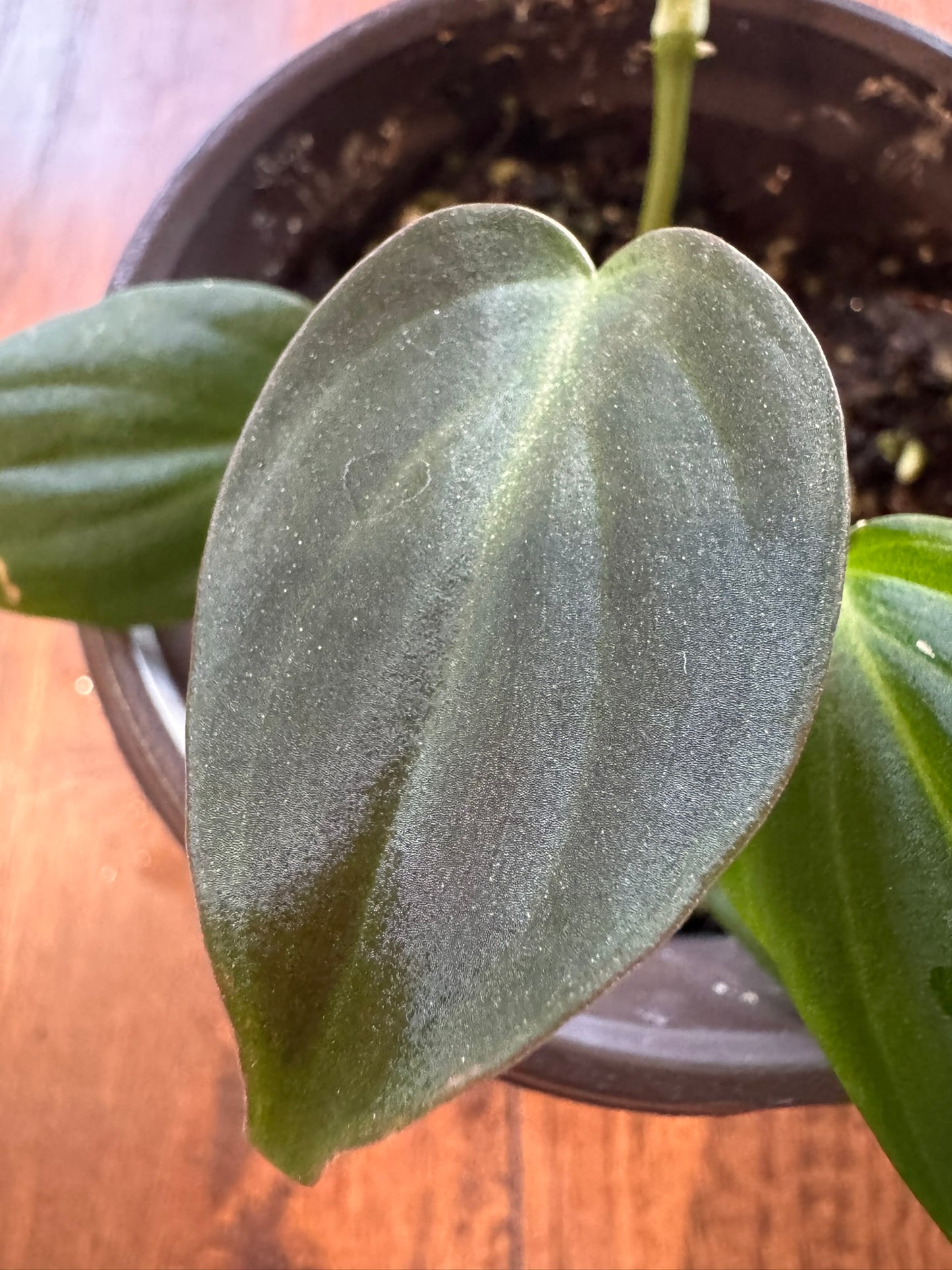Philodendron Micans in 4-inch pot with trailing velvety green and bronze heart-shaped leaves
