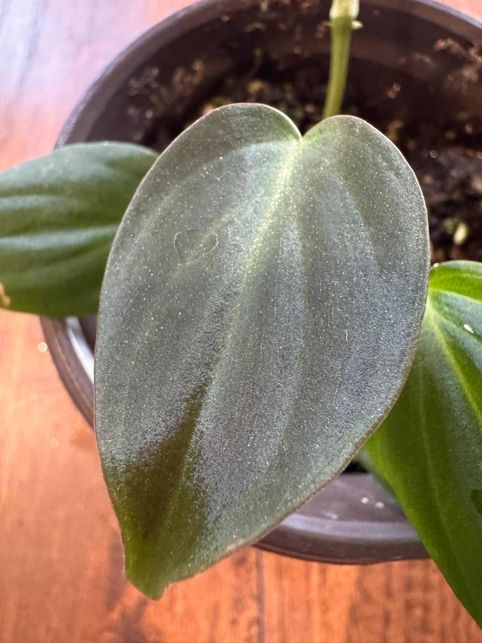 Philodendron Micans in 4-inch pot with trailing velvety green and bronze heart-shaped leaves