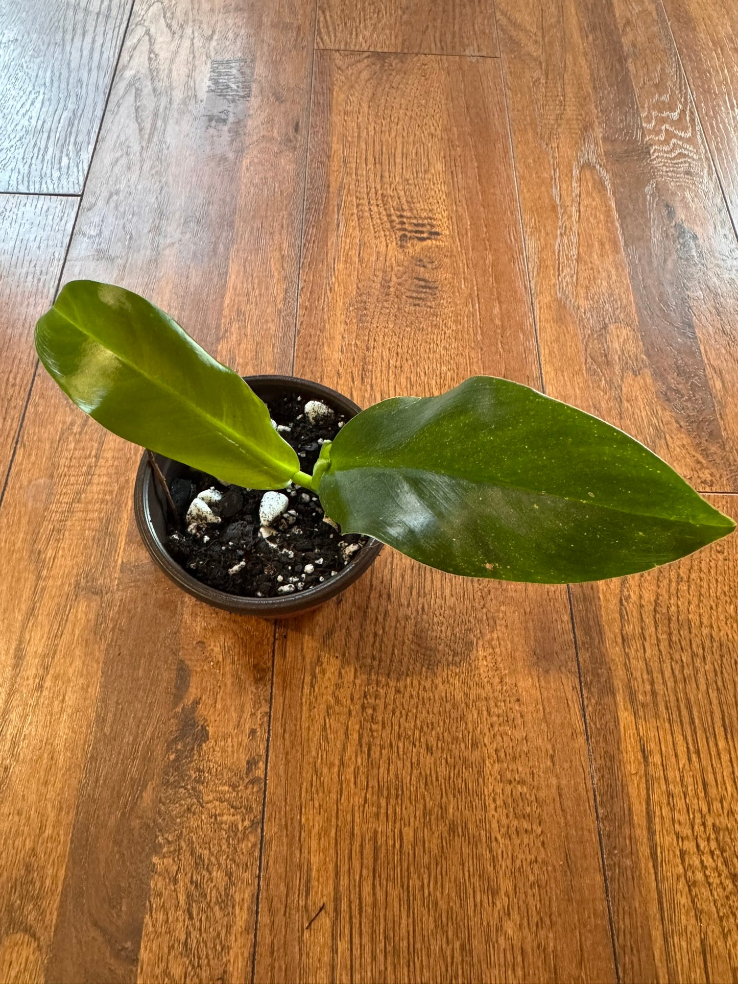 Philodendron Lapoanum in 4-inch pot with broad smooth green leaves