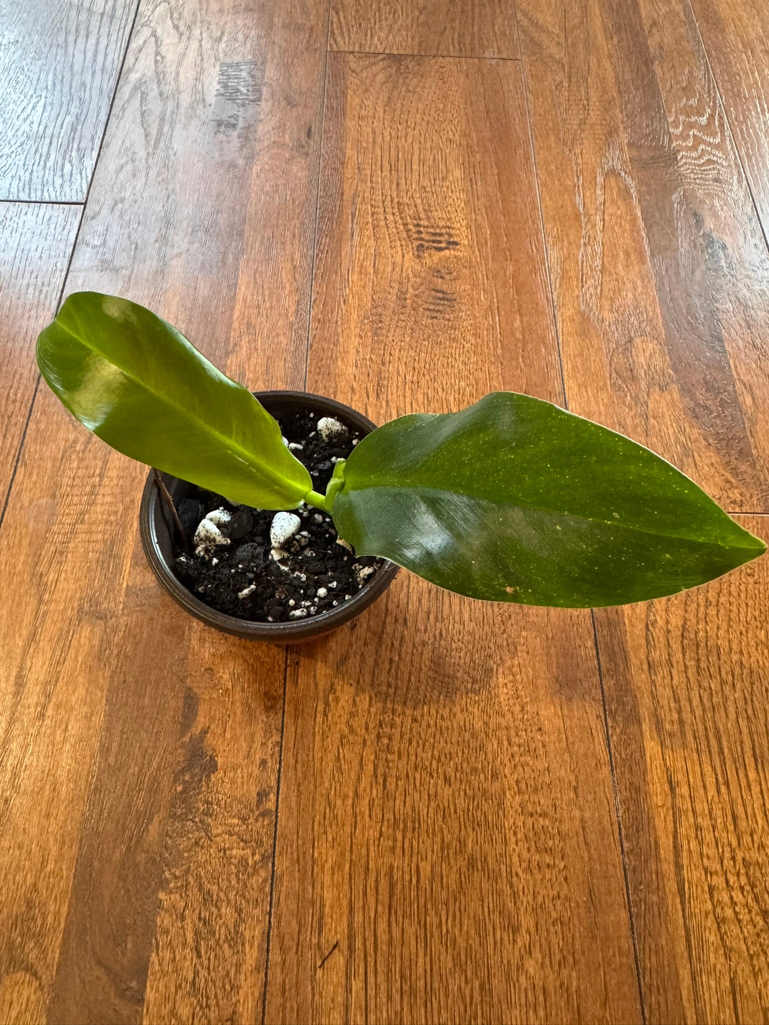 Philodendron Lapoanum in 4-inch pot with broad smooth green leaves