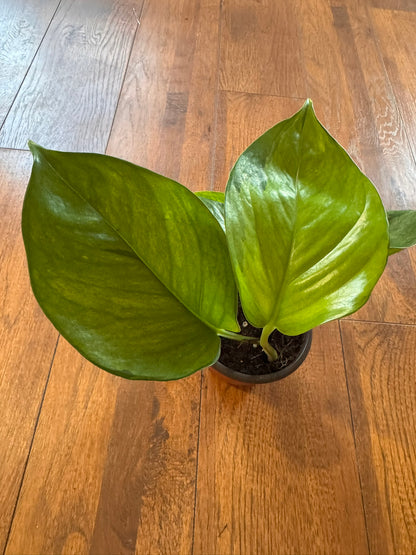 Lemon Top Pothos in 4-inch pot with vibrant yellow-green trailing leaves