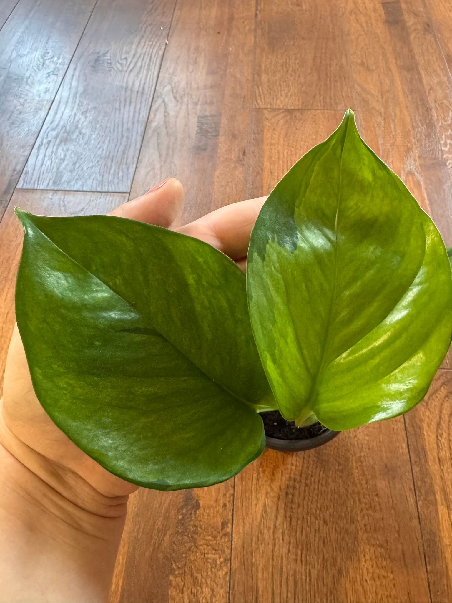 Lemon Top Pothos in 4-inch pot with vibrant yellow-green trailing leaves