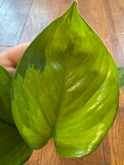 Lemon Top Pothos in 4-inch pot with vibrant yellow-green trailing leaves