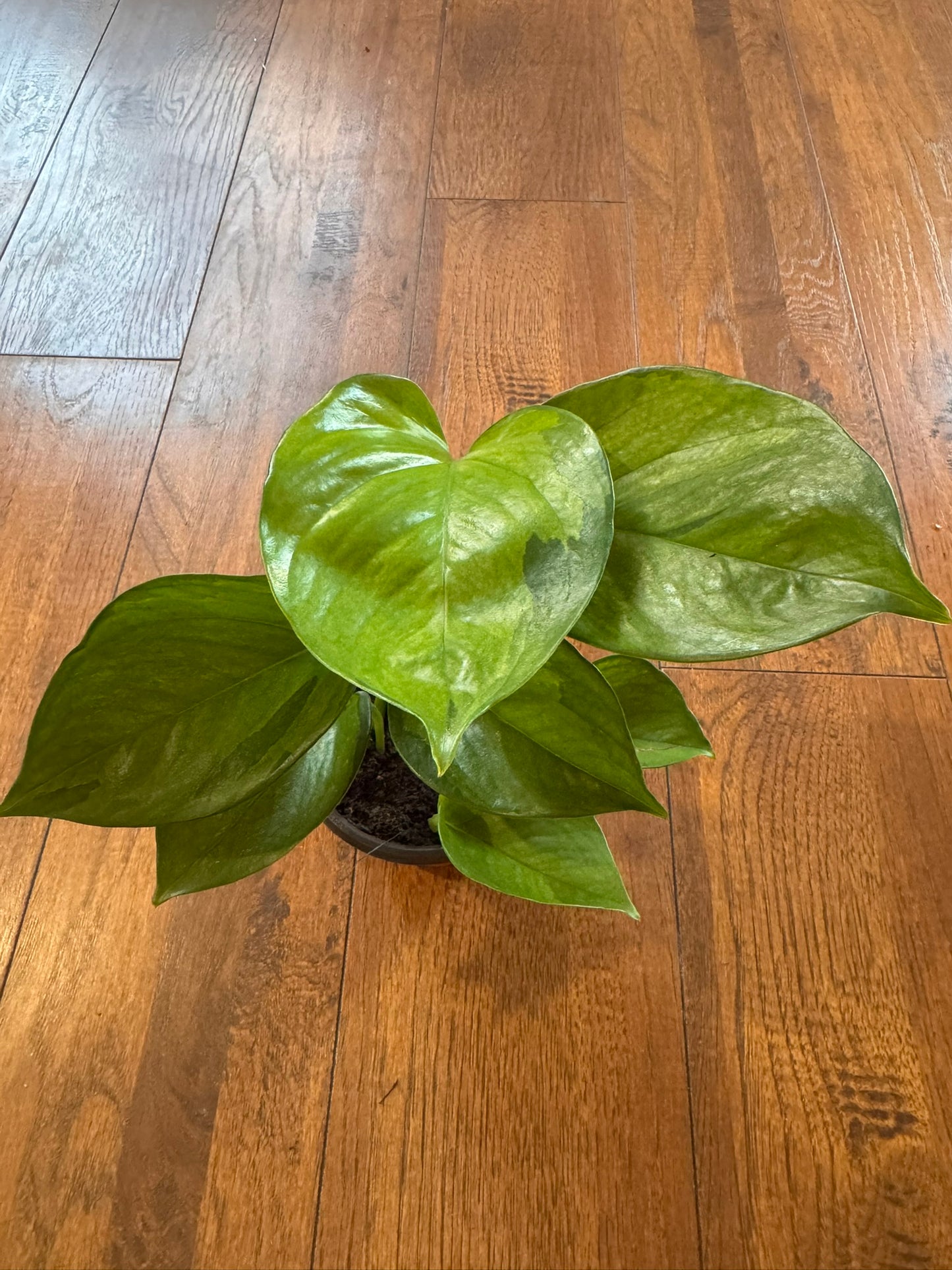Lemon Top Pothos in 4-inch pot with vibrant yellow-green trailing leaves
