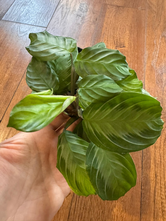 Silver Band in 4-inch pot with green leaves and silver center stripe