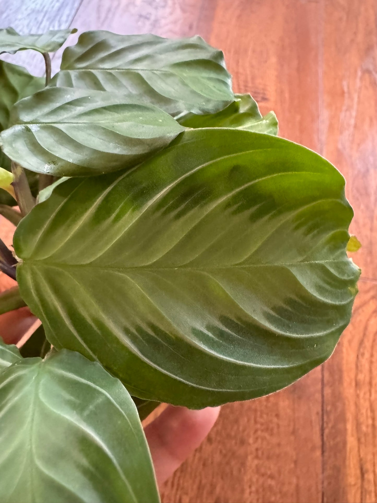 Silver Band in 4-inch pot with green leaves and silver center stripe