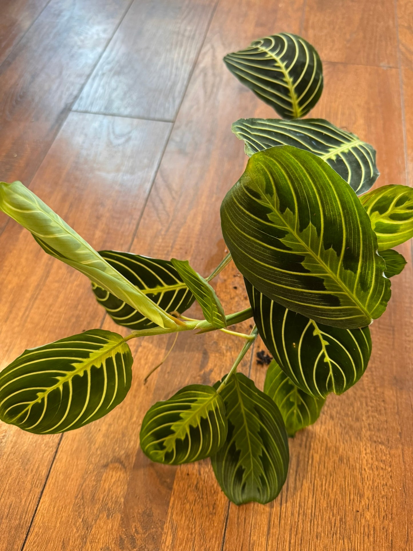 Maranta Lemon Lime in 4-inch pot with green leaves and bright yellow veining