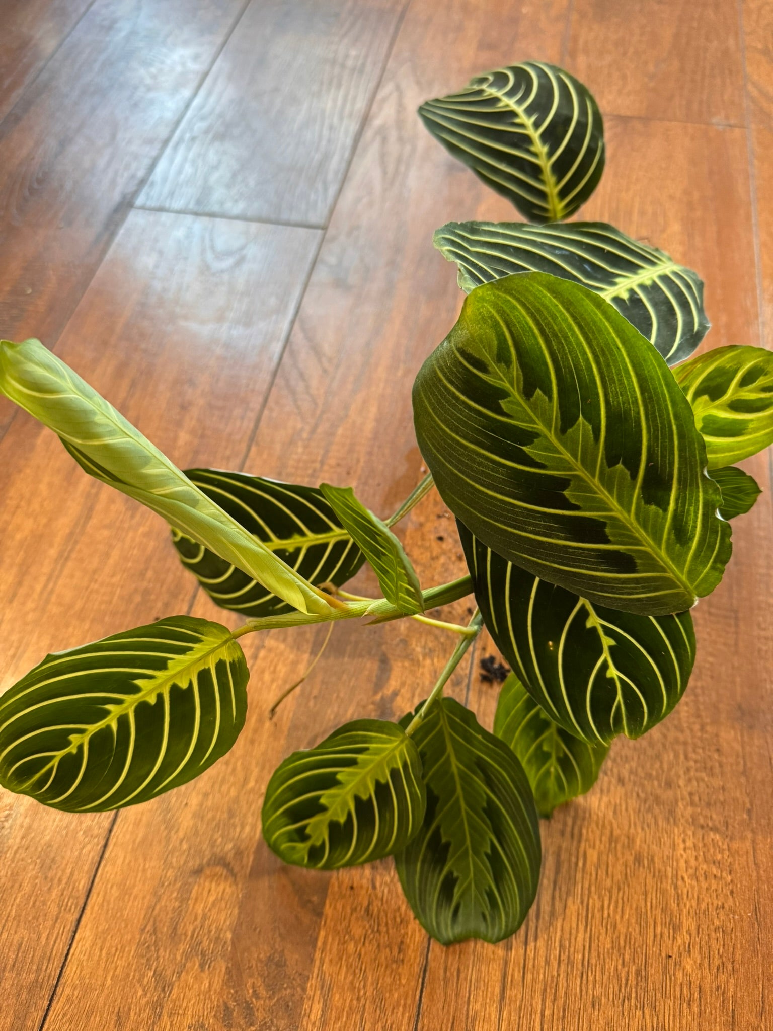 Maranta Lemon Lime in 4-inch pot with green leaves and bright yellow veining