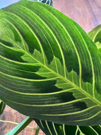 Maranta Lemon Lime in 4-inch pot with green leaves and bright yellow veining