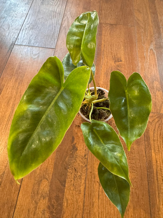 Philodendron Burle Marx in 4-inch pot with long smooth green leaves