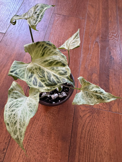 Syngonium Batik in 4-inch pot with green leaves patterned with fine white veining