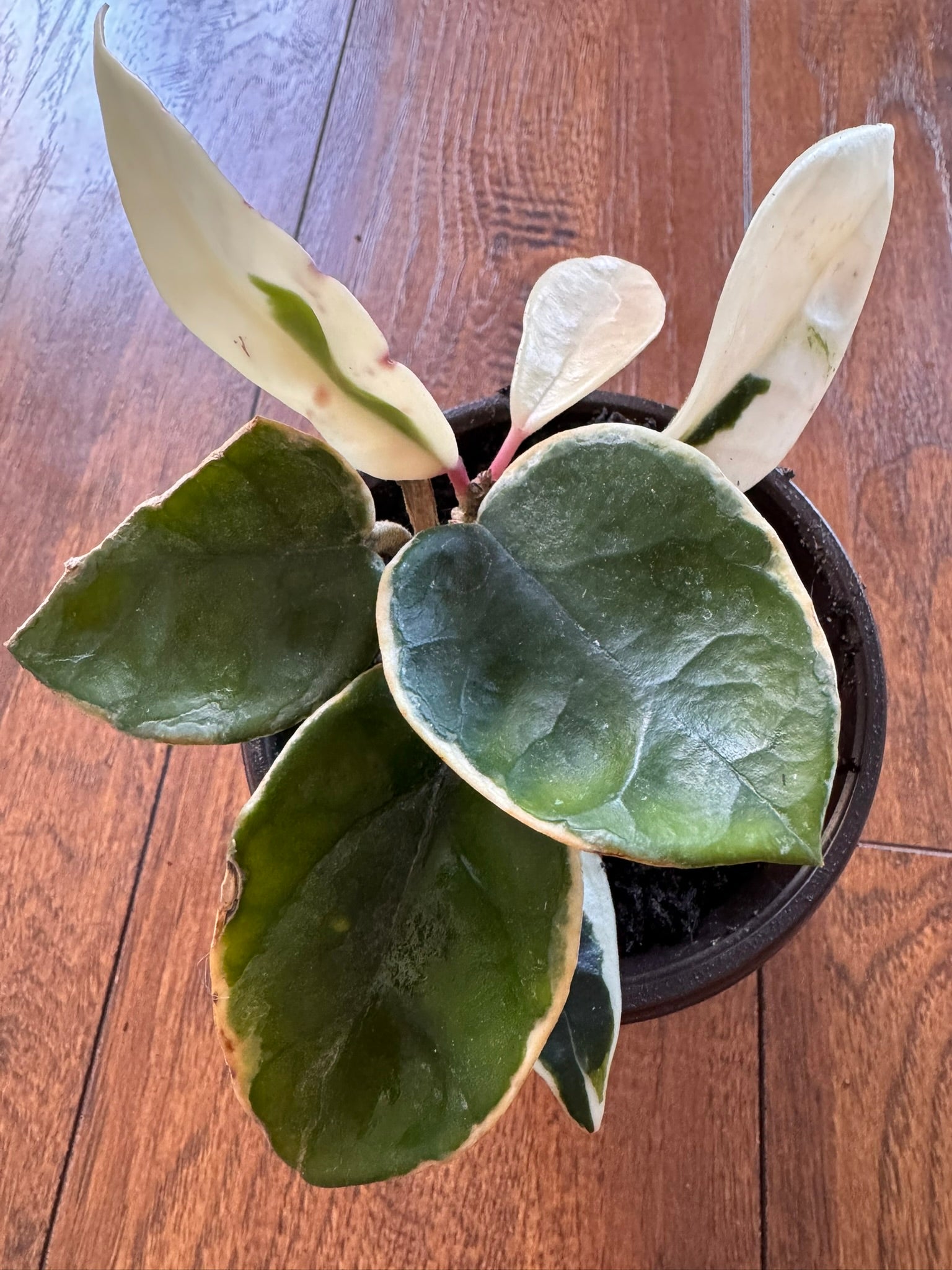 Hoya Krimson Queen in 4-inch pot with green leaves edged in white and pink