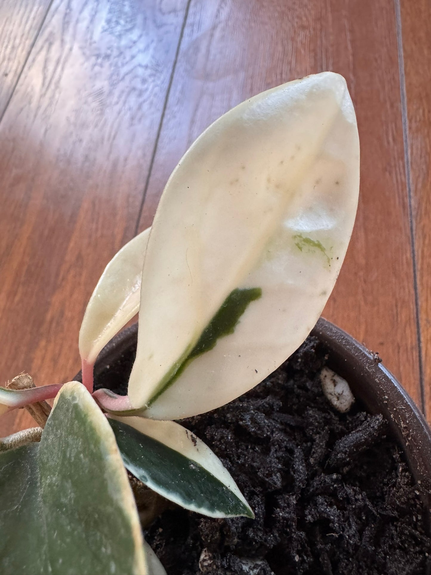 Hoya Krimson Queen in 4-inch pot with green leaves edged in white and pink