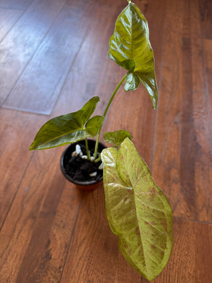 4" Syngonium Milk Confetti