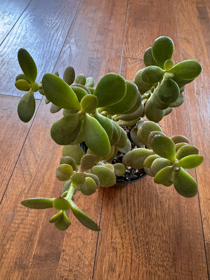 Jade Plant in 4-inch pot with thick glossy green succulent leaves