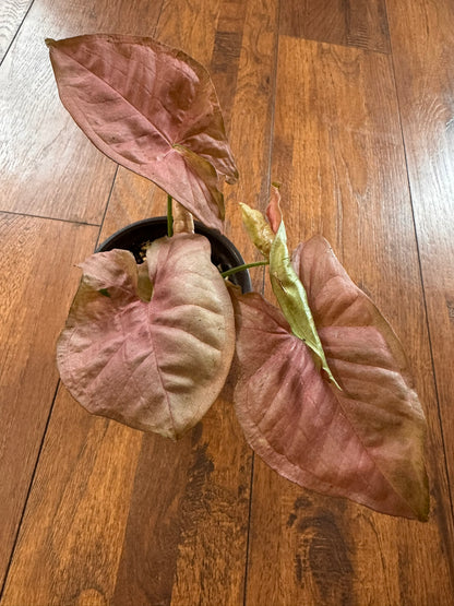Syngonium Neon in 4-inch pot with soft pink arrowhead-shaped leaves, tropical syngonium houseplant