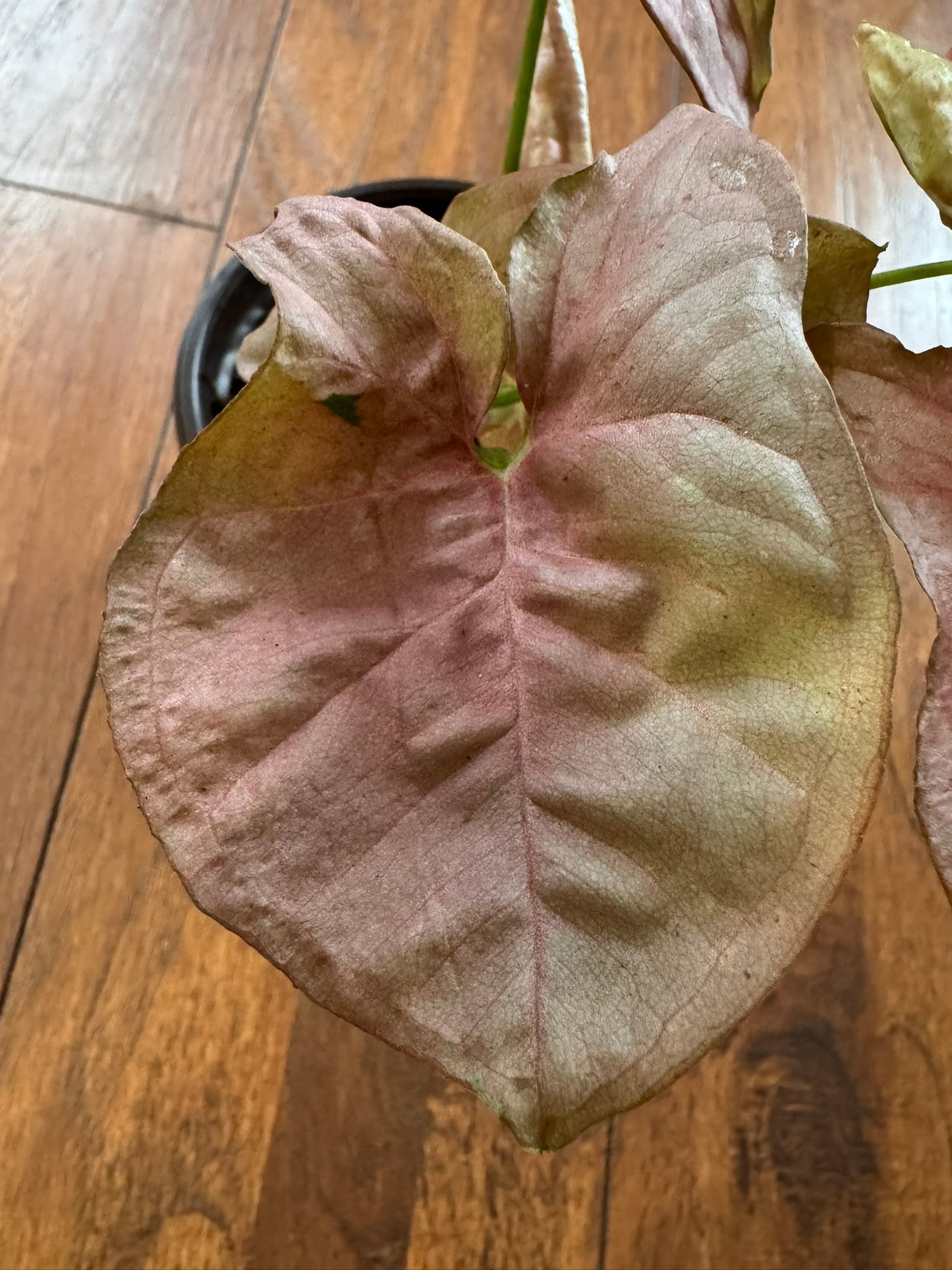 Syngonium Neon in 4-inch pot with soft pink arrowhead-shaped leaves, tropical syngonium houseplant