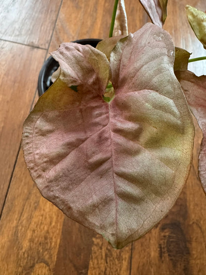 Syngonium Neon in 4-inch pot with soft pink arrowhead-shaped leaves, tropical syngonium houseplant