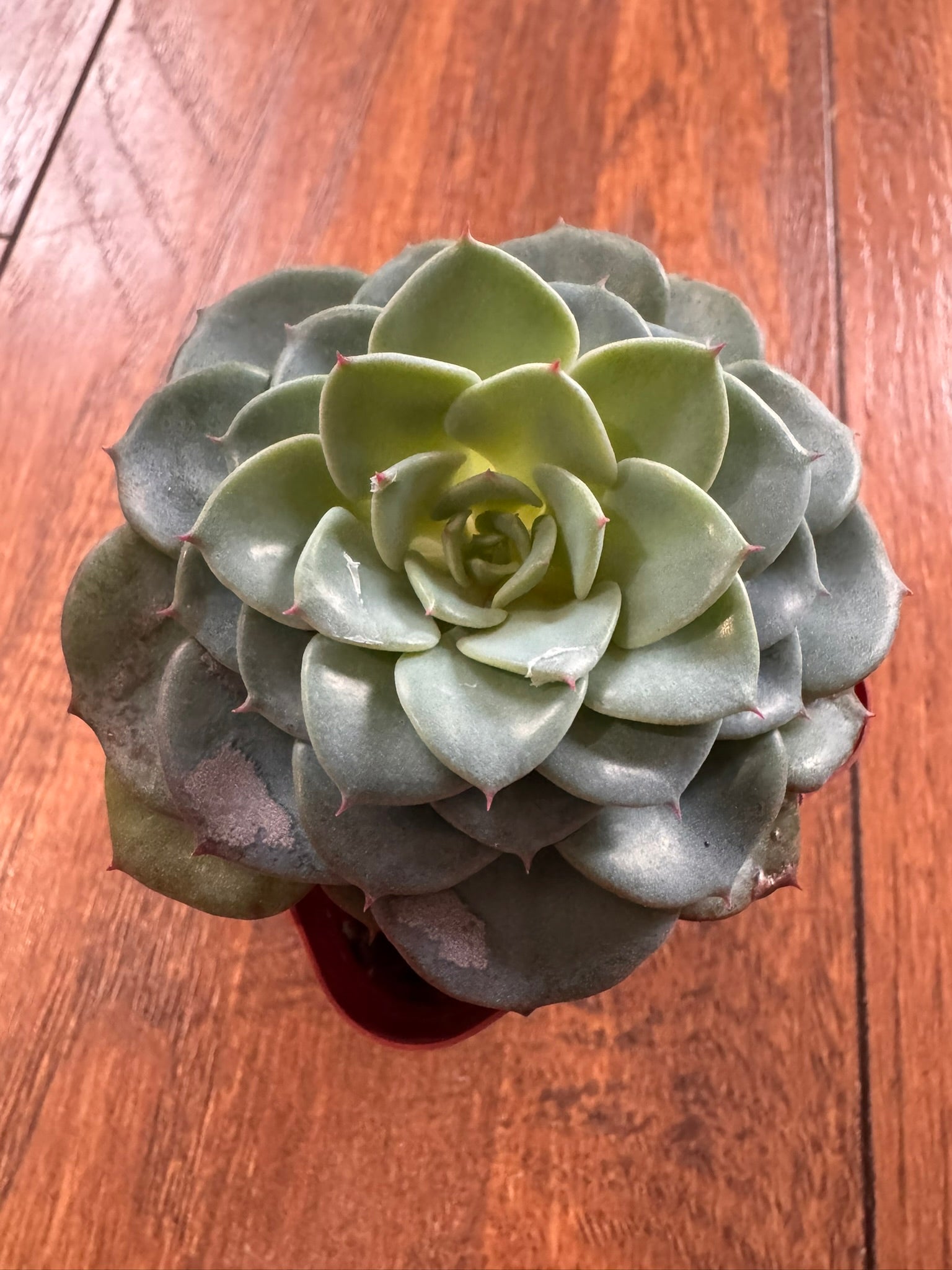Assorted succulent in 2-inch pot featuring a randomly selected mini succulent variety