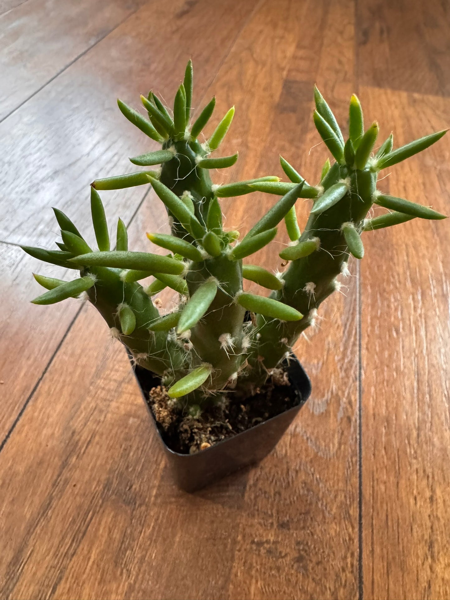 Cactus in 2-inch pot featuring a randomly selected small desert cactus variety