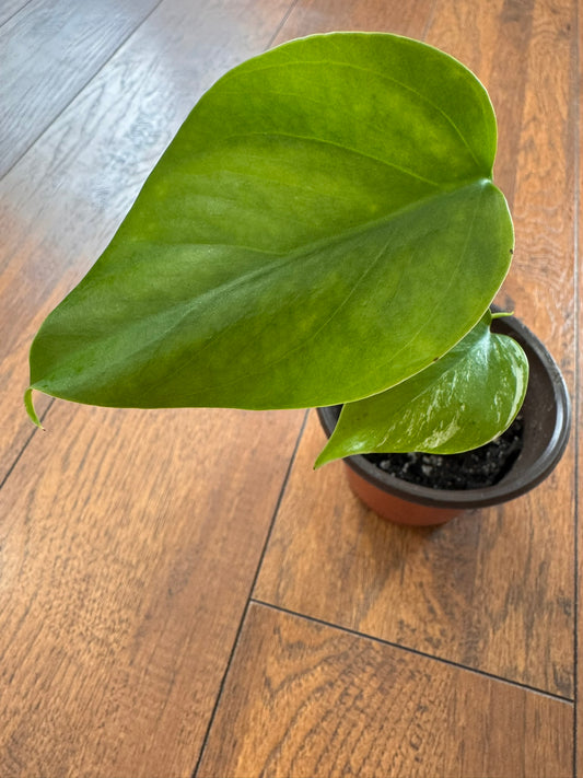 Monstera Albo in 4-inch pot with green leaves variegated in creamy white