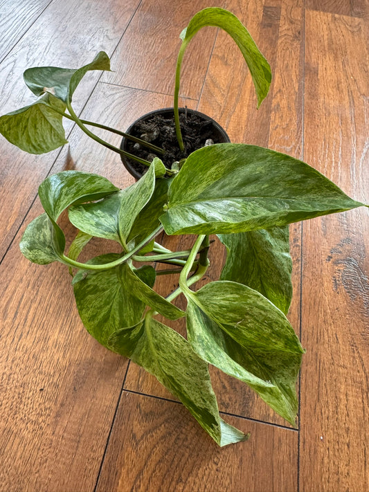 Marble Queen Pothos in 4-inch pot with white and green marbled trailing leaves