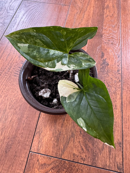 Syngonium Albo in 4-inch pot with white and green variegated arrow-shaped leaves