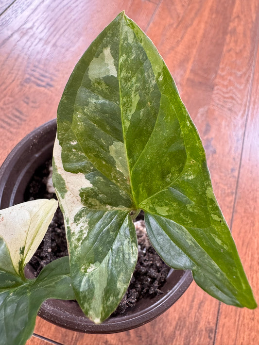Syngonium Albo in 4-inch pot with white and green variegated arrow-shaped leaves