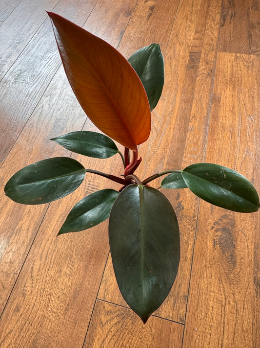 Philodendron Imperial Red in 4-inch pot with glossy green leaves and red new growth