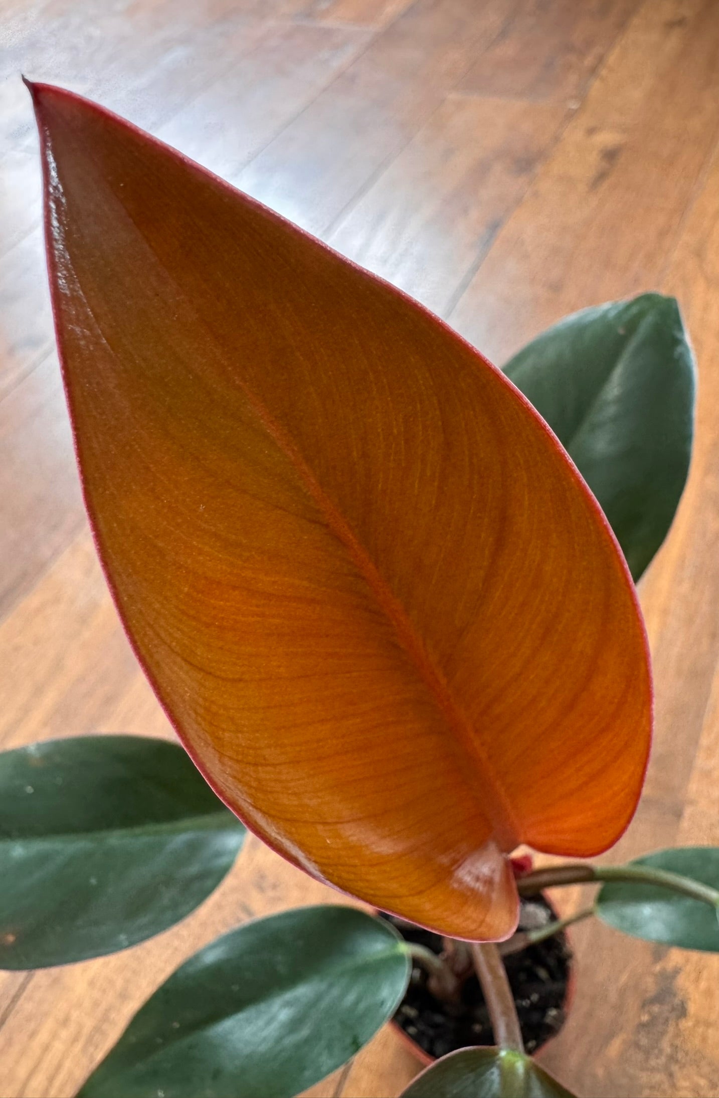Philodendron Imperial Red in 4-inch pot with glossy green leaves and red new growth