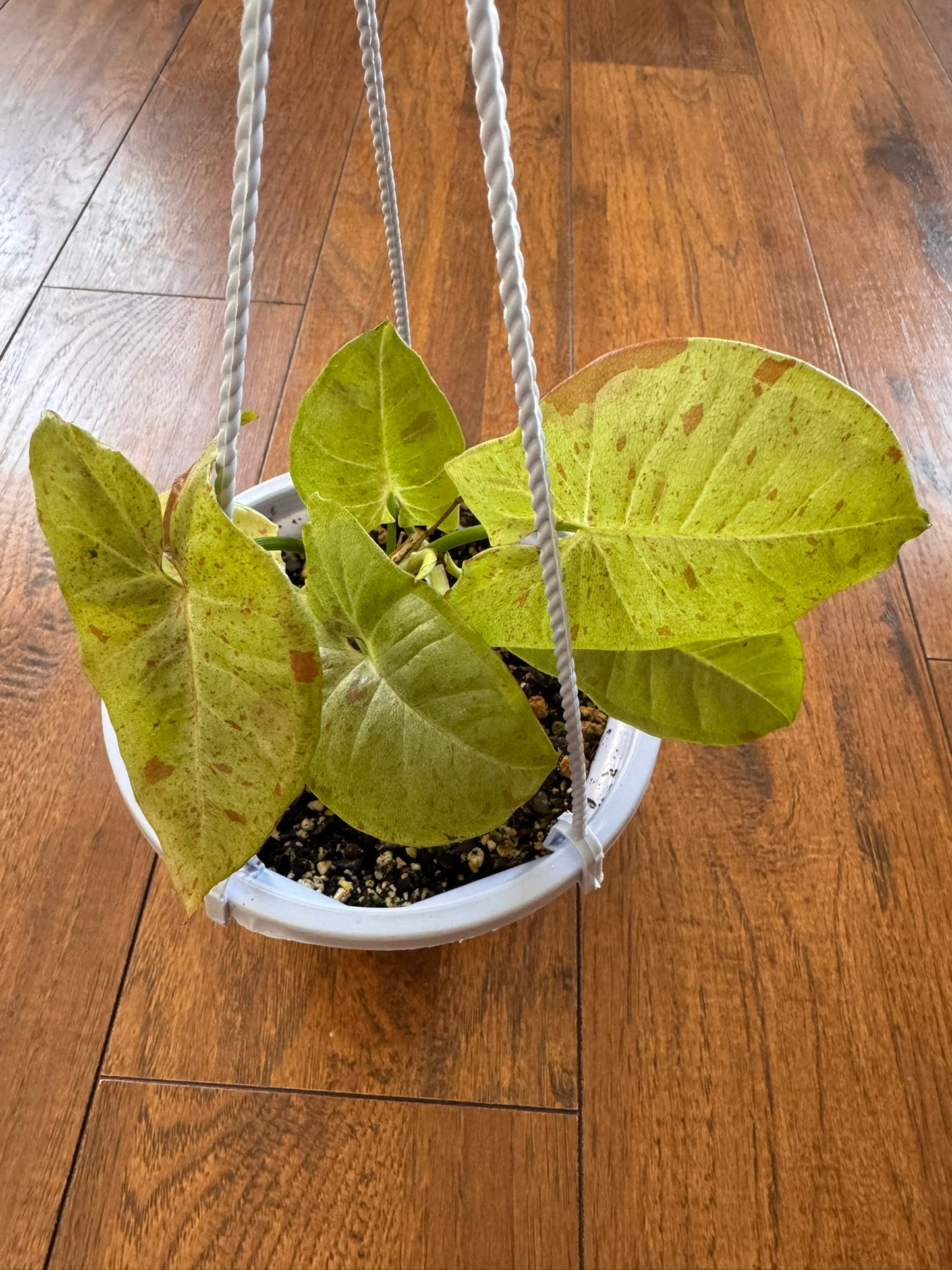 Syngonium Milk Confetti in 5-inch hanging basket with green leaves speckled in soft pink
