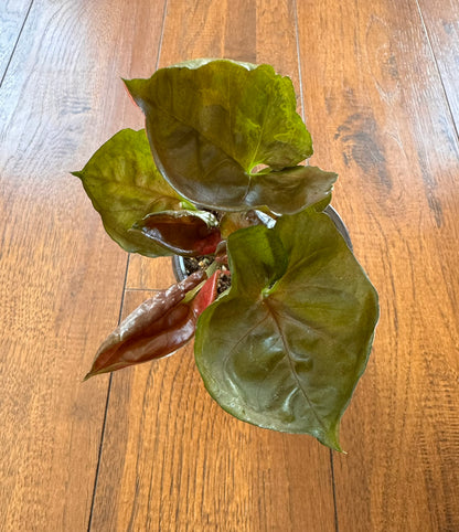 Syngonium Strawberry Ice in 4-inch pot with green leaves splashed in pink and cream