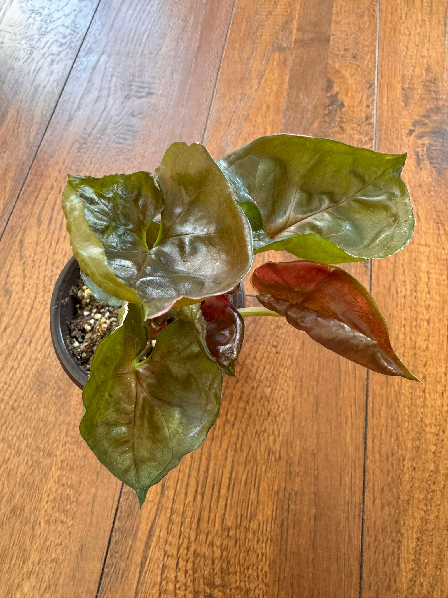 Syngonium Strawberry Ice in 4-inch pot with green leaves splashed in pink and cream