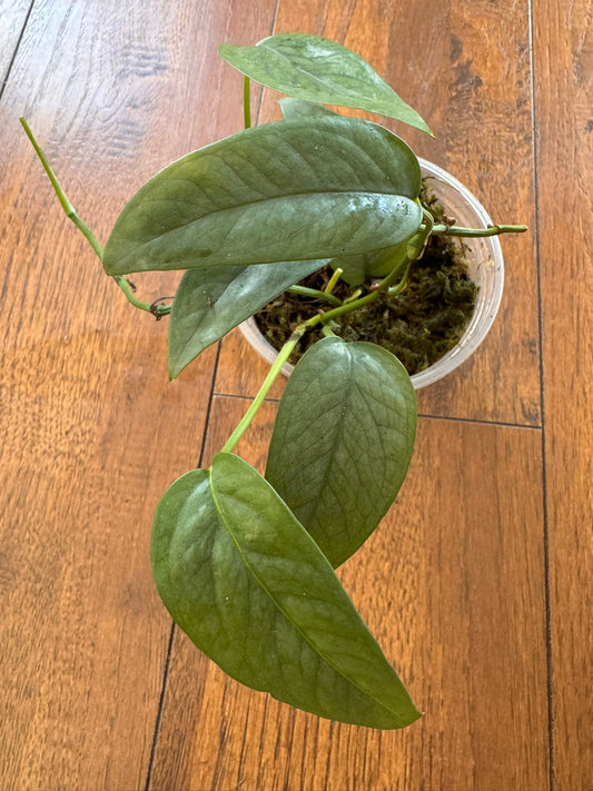 Cebu Blue Pothos in 4-inch pot with slender blue-green trailing leaves
