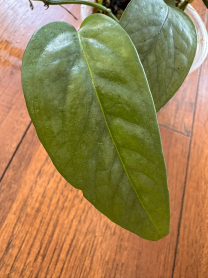 Cebu Blue Pothos in 4-inch pot with slender blue-green trailing leaves