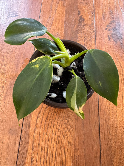 Philodendron White Wizard in 4-inch pot with green leaves splashed in crisp white variegation