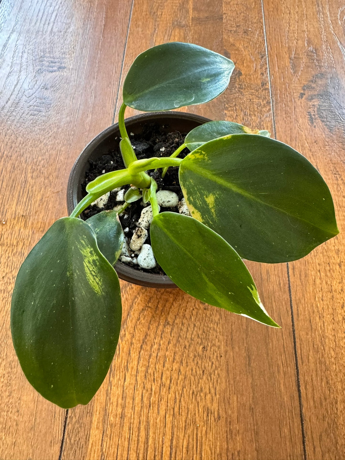 Philodendron White Wizard in 4-inch pot with green leaves splashed in crisp white variegation