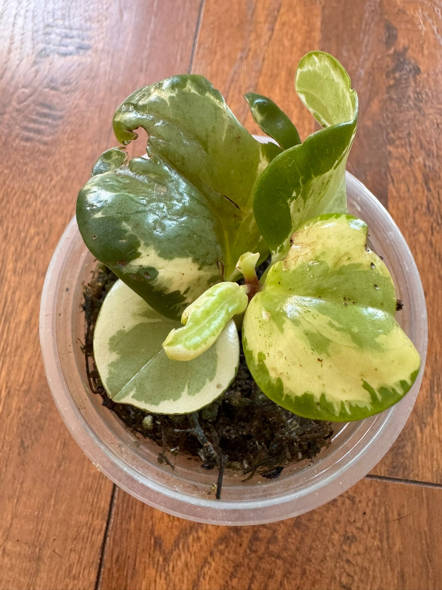 Peperomia Obtusifolia Variegata in 4-inch pot with thick green leaves edged in cream
