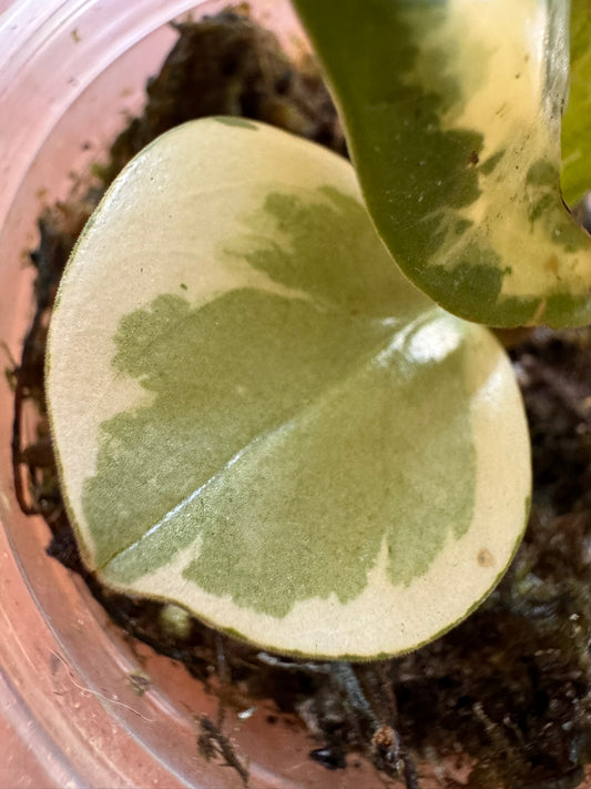 Peperomia Obtusifolia Variegata in 4-inch pot with thick green leaves edged in cream
