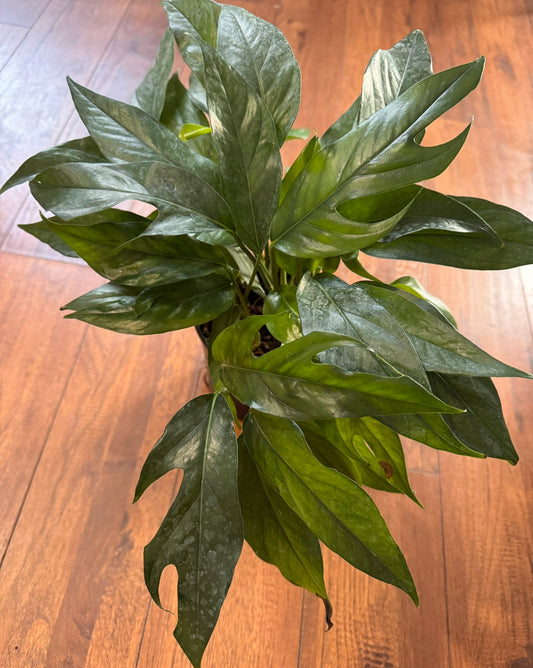 Baltic Blue Pothos in 6-inch pot with deep blue-green leaves showing natural fenestrations