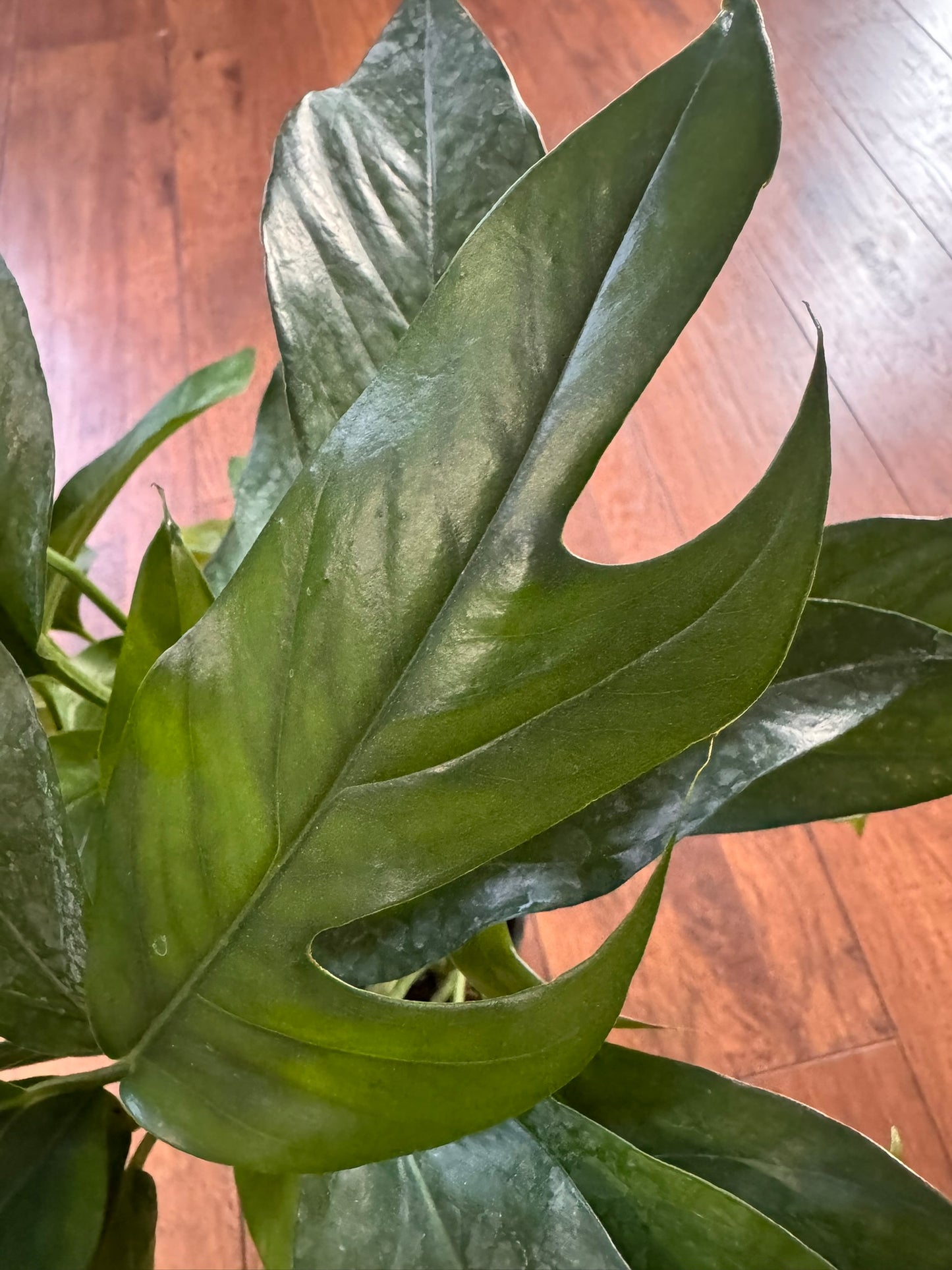 Baltic Blue Pothos in 6-inch pot with deep blue-green leaves showing natural fenestrations
