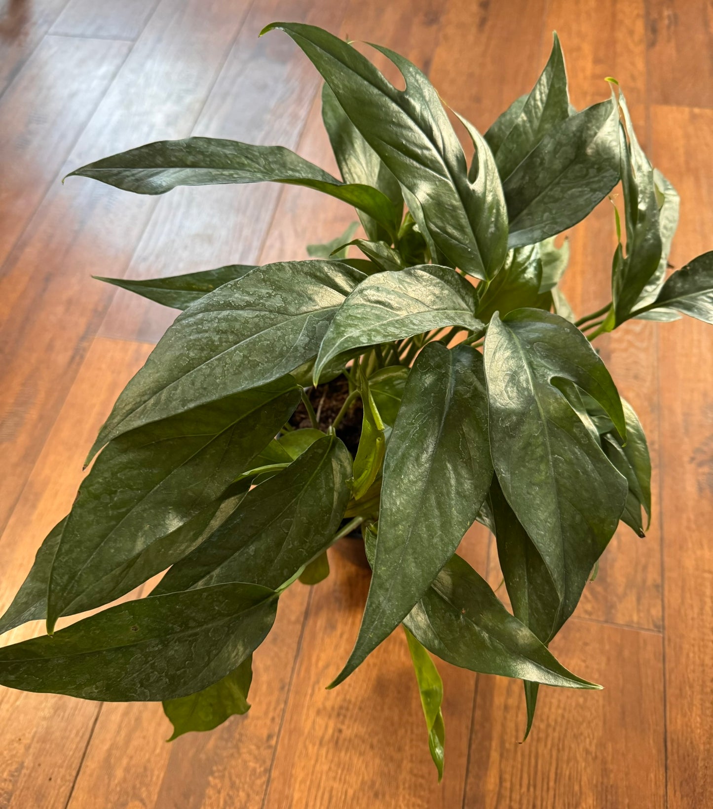 Baltic Blue Pothos in 6-inch pot with deep blue-green leaves showing natural fenestrations